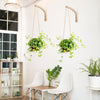 Wall Mounted Plant Hanging Hook Indoor and Outdoor Use